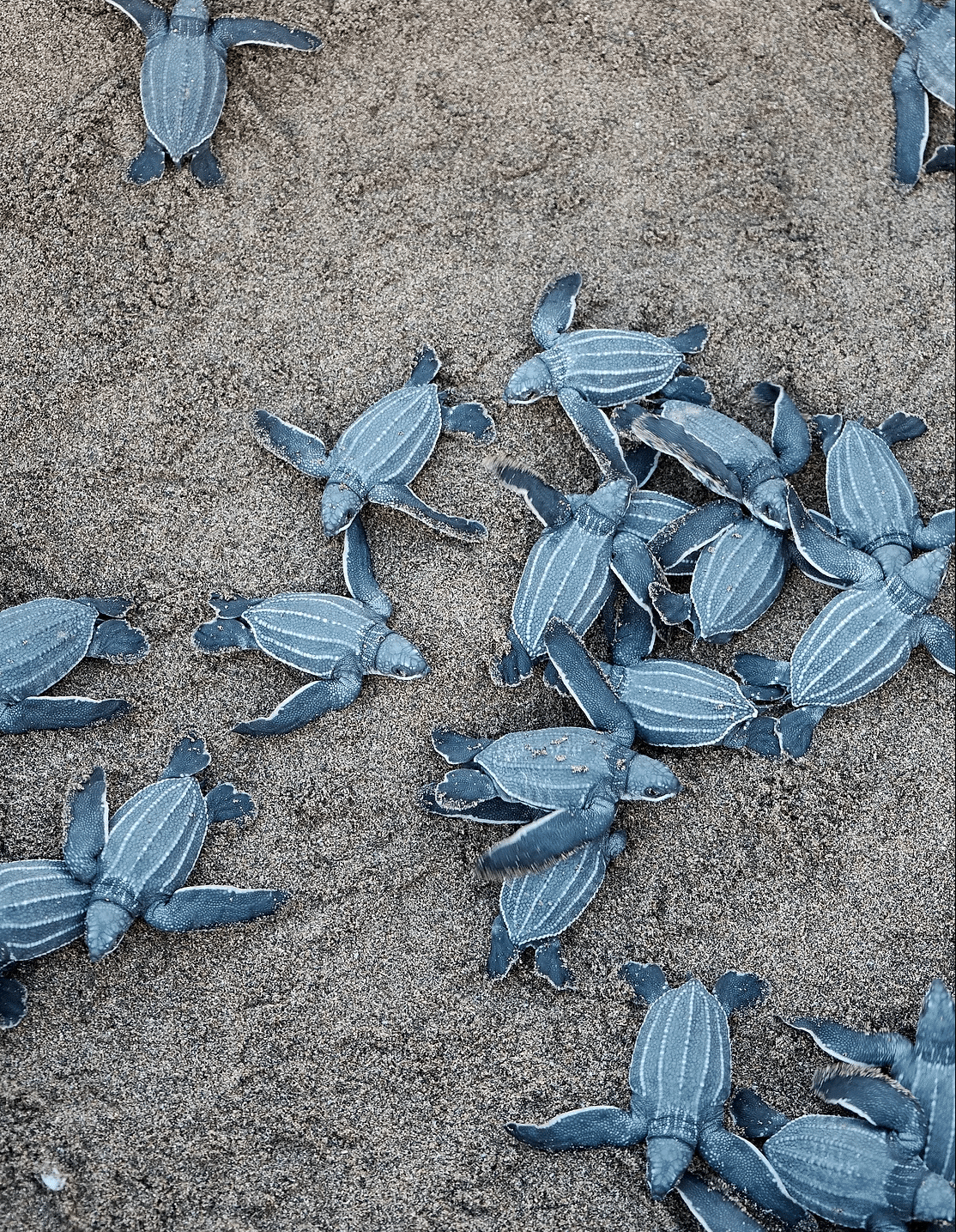 baby turtles cambutal panama tortugas bebes Turtle Nesting Experience (Cambutal) Turtle Nesting Experience (Cambutal)
