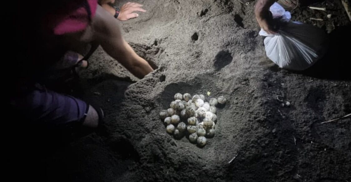 turtle laying eggs cambutal panama tortuga desovando Turtle Nesting Experience (Cambutal) Turtle Nesting Experience (Cambutal) - Image 2